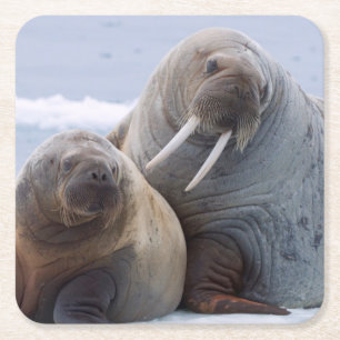 Walruskoe en kalf rusten op een ijsschots kartonnen onderzetters