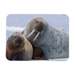 Walruskoe en kalf rusten op een ijsschots magneet