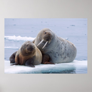 Walruskoe en kalf rusten op een ijsschots poster