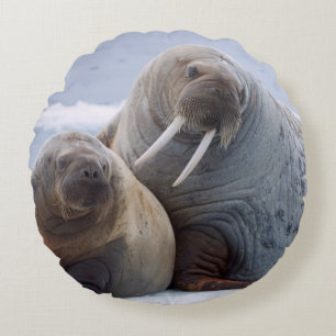 Walruskoe en kalf rusten op een ijsschots rond kussen