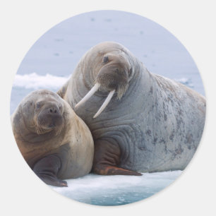 Walruskoe en kalf rusten op een ijsschots ronde sticker