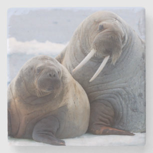 Walruskoe en kalf rusten op een ijsschots stenen onderzetter