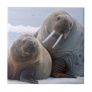 Walruskoe en kalf rusten op een ijsschots tegeltje