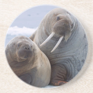 Walruskoe en kalf rusten op een ijsschots zandsteen onderzetter