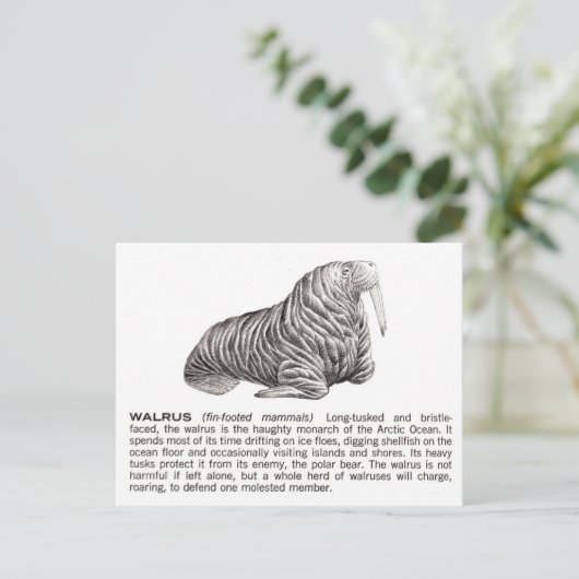 walrussen briefkaart (Staand voorkant)