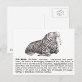walrussen briefkaart (Voorkant / Achterkant)