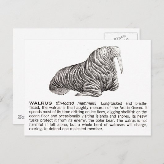 walrussen briefkaart (Voorkant / Achterkant)