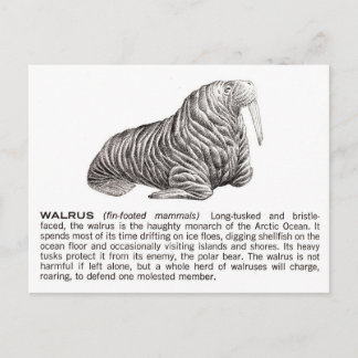 walrussen briefkaart