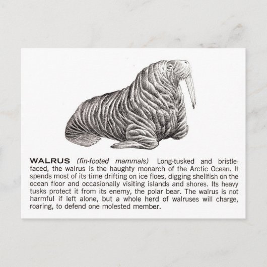 walrussen briefkaart (Voorkant)