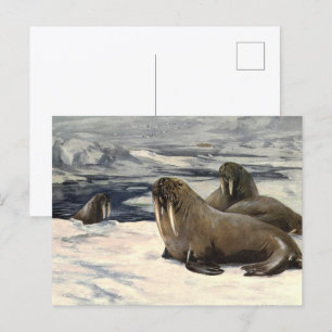  walrussen in de Arctische sneeuw van CE Swan Briefkaart