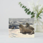  walrussen in de Arctische sneeuw van CE Swan Briefkaart (Staand voorkant)