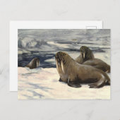  walrussen in de Arctische sneeuw van CE Swan Briefkaart (Voorkant / Achterkant)
