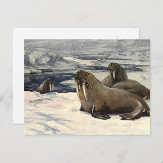  walrussen in de Arctische sneeuw van CE Swan Briefkaart (Voorkant / Achterkant)