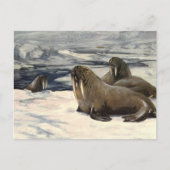  walrussen in de Arctische sneeuw van CE Swan Briefkaart (Voorkant)