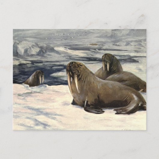  walrussen in de Arctische sneeuw van CE Swan Briefkaart (Voorkant)