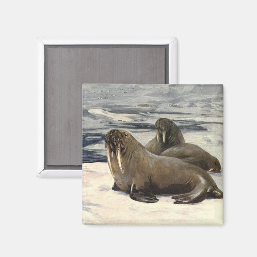  walrussen in de Arctische sneeuw van CE Swan Magneet (Voorkant / Achterkant)