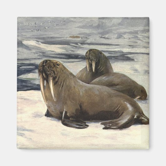  walrussen in de Arctische sneeuw van CE Swan Magneet (Voorkant)