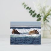 Walrussen in Storoya, Svalbard Briefkaart (Staand voorkant)