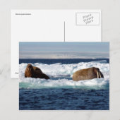 Walrussen in Storoya, Svalbard Briefkaart (Voorkant / Achterkant)