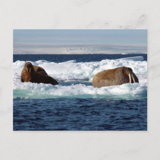 Walrussen in Storoya, Svalbard Briefkaart