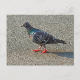 Walserende duif briefkaart
