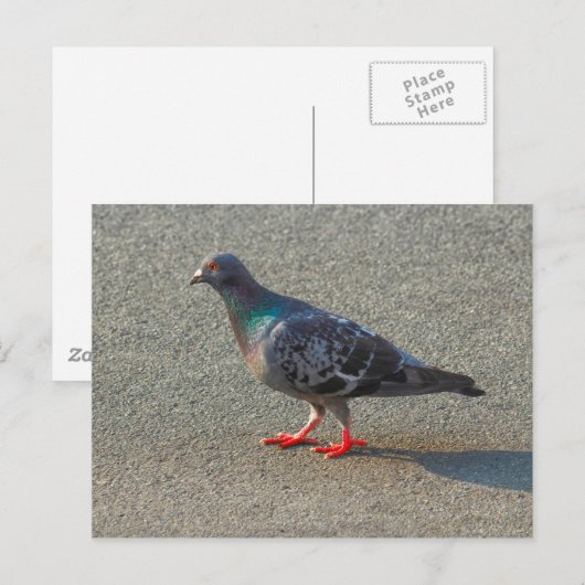 Walserende duif briefkaart (Voorkant / Achterkant)