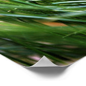 Walt Whitman Quote - Poster (Hoek)