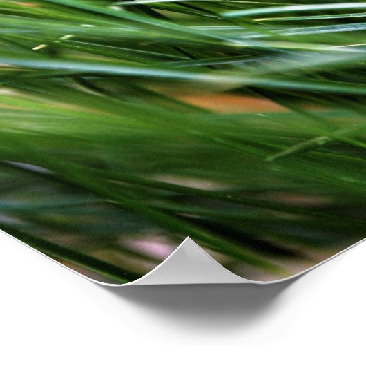 Walt Whitman Quote - Poster (Hoek)