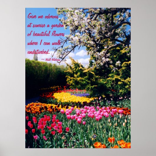 Walt Whitman Tulip Garden Poster (Voorkant)