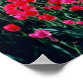 Walt Whitman Tulip Garden Poster (Hoek)