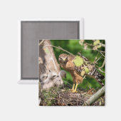 Walter the Red Shoulder Hawk Magnet (Voorkant / Achterkant)