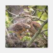 Walter the Red Shoulder Hawk Magnet (Voorkant)
