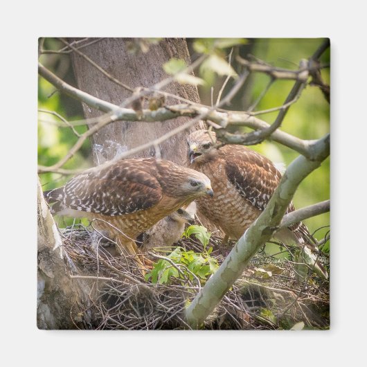 Walter the Red Shoulder Hawk Magnet (Voorkant)
