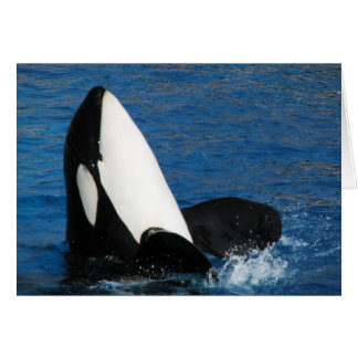 walvis