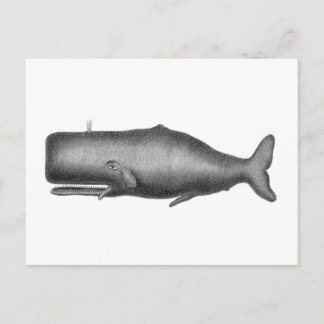 walvis briefkaart