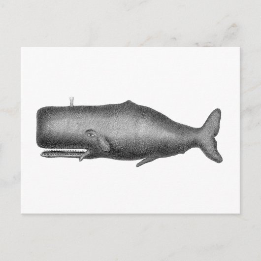  walvis briefkaart (Voorkant)