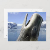 walvis briefkaart (Voorkant / Achterkant)