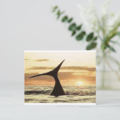 walvis briefkaart (Staand voorkant)