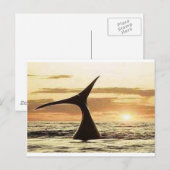 walvis briefkaart (Voorkant / Achterkant)