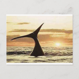 walvis briefkaart