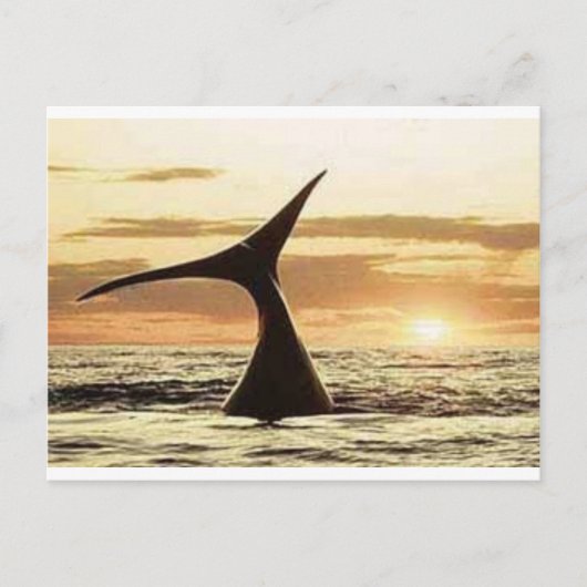 walvis briefkaart (Voorkant)