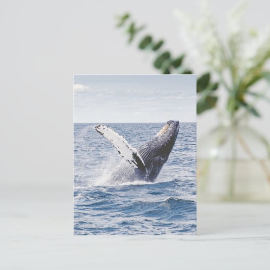Walvis die het water bereikt briefkaart (Staand voorkant)