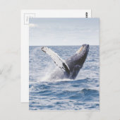 Walvis die het water bereikt briefkaart (Voorkant / Achterkant)