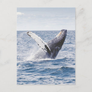 Walvis die het water bereikt briefkaart