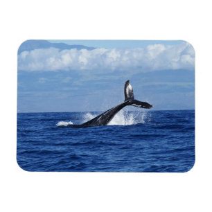 Walvis duikt in oceaan, staartvin, staart uit het magneet