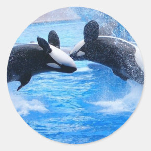 Walvis foto Sticker