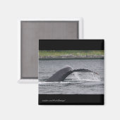 walvis magneet (Voorkant / Achterkant)