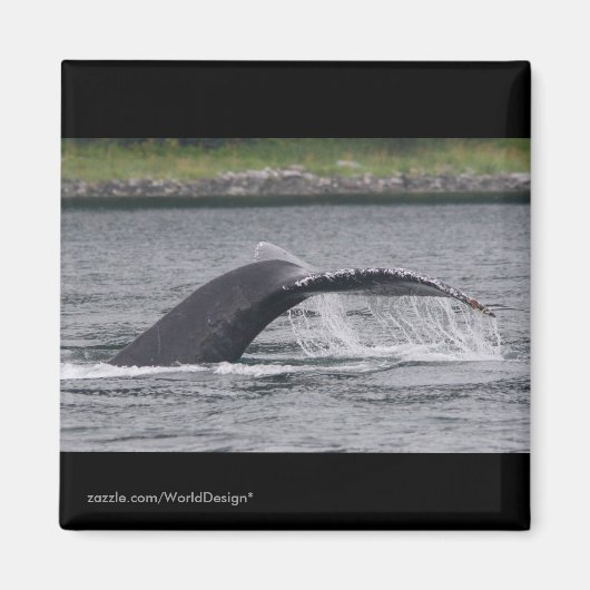 walvis magneet (Voorkant)