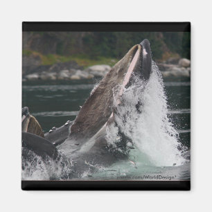 walvis magneet