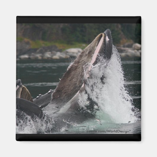 walvis magneet (Voorkant)